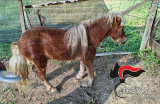 Belveglio - Pony maltrattato salvato dai carabinieri forestali