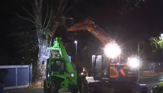 Asti - Platani abbattuti in corso Savona: esposto di SEquS alla Corte dei Conti