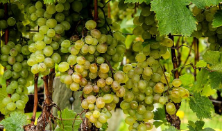 Vendemmia 2025, qualità al top ma il vino soffre: taglio delle rese e consumi in calo