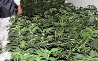 Vigliano d’Asti - Scoperta serra di cannabis: un arresto, sequestrate oltre 700 piante