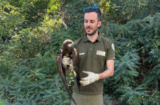 Falco di palude ferito recuperato ai margini del Parco Paleontologico: sospetto caso di bracconaggio