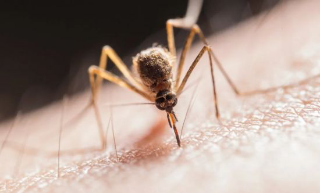 Asti - Primo caso di West Nile: anziano ricoverato in rianimazione