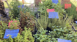 Piovà Massaia - Al via “Profumata-menta”: storia, musica e tradizione per celebrare l’erba aromatica
